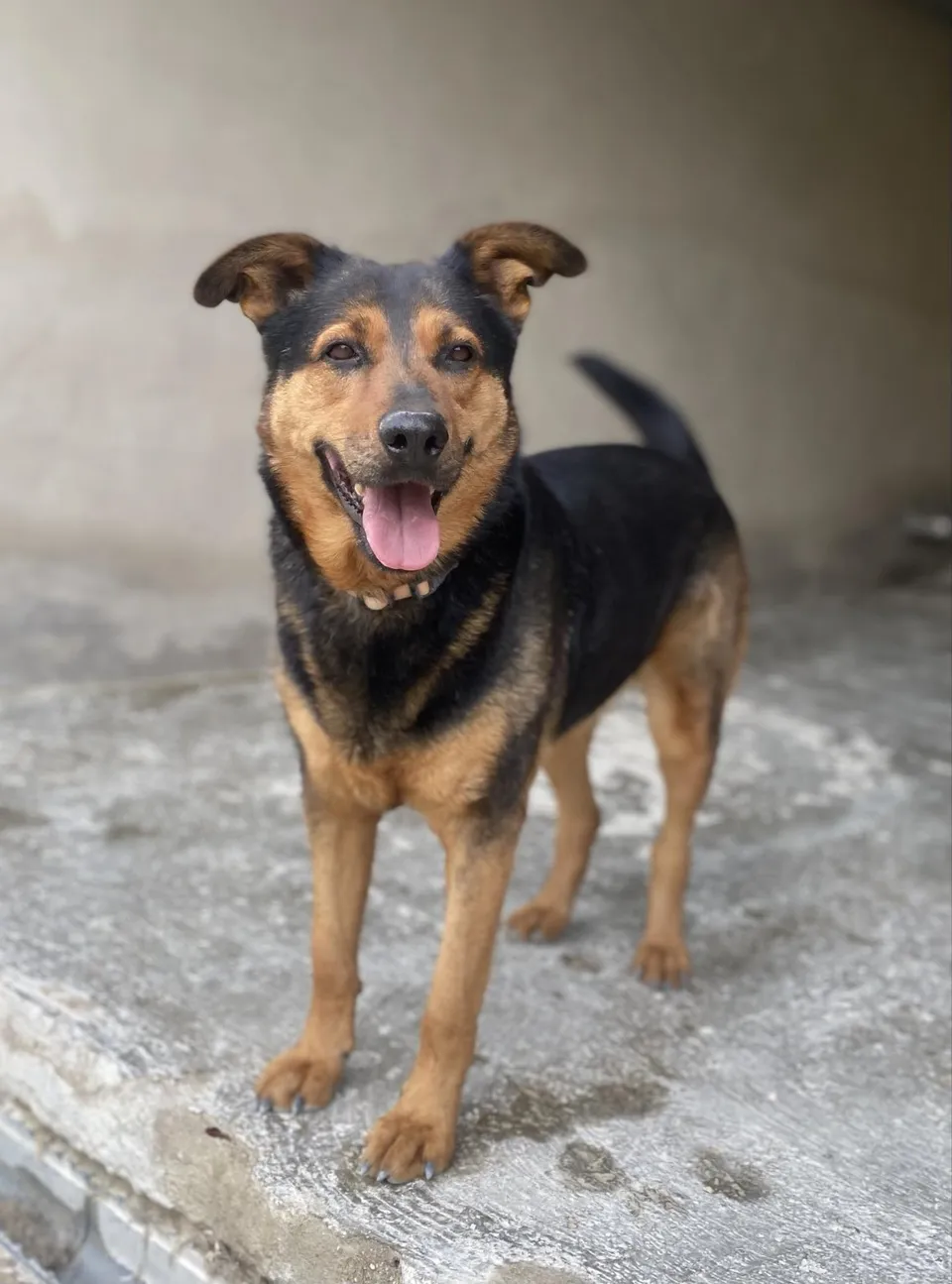 Duncan — Duncan ist mit anderen Hunden verträglich. Bei Menschen ist er erst einmal etwas schüchtern, aber nur lieb und auch kinderlieb. Er geht perfekt an der Leine und kann gut in einem Haus leben.