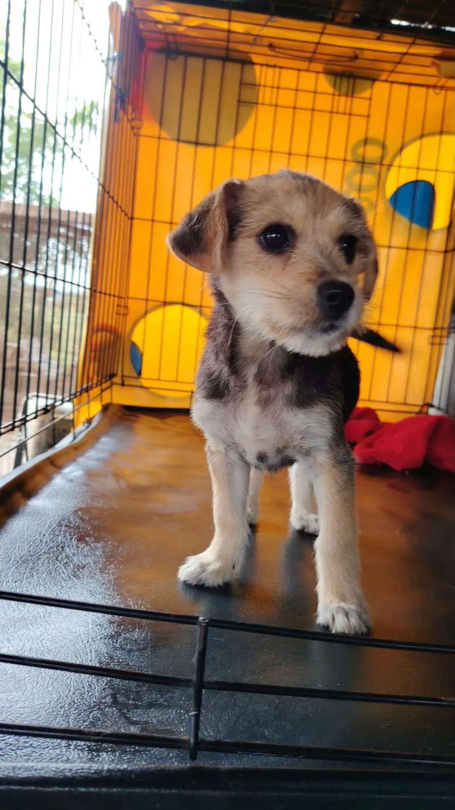 Honey — Honey ist eine Hündin, 3,5 Monate alt (Stand 09/2026), vermutlich ein Havaneser-/Shih-Tzu-/Terrier-Mix, und wird klein bleiben. Sie ist noch ein richtiges Hundekind und möchte die Welt entdecken.