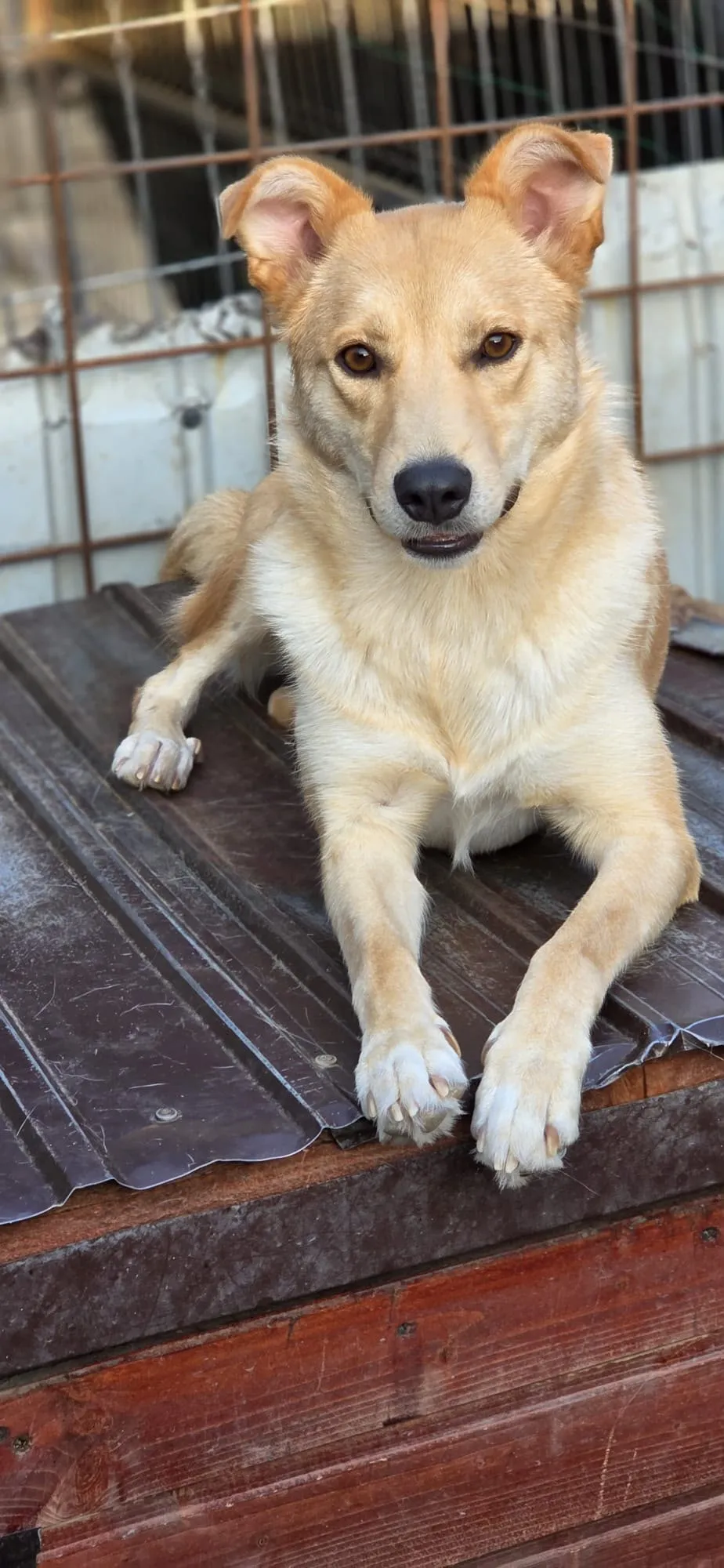 Zora — Die hübsche Zora ist ca. 1,5 Jahre alt (Stand 10/2026) und eine lebensfrohe, lustige und verspielte Hündin, die noch in Rumänien auf ihr großes Glück wartet. Sie ist kastriert und gesund.