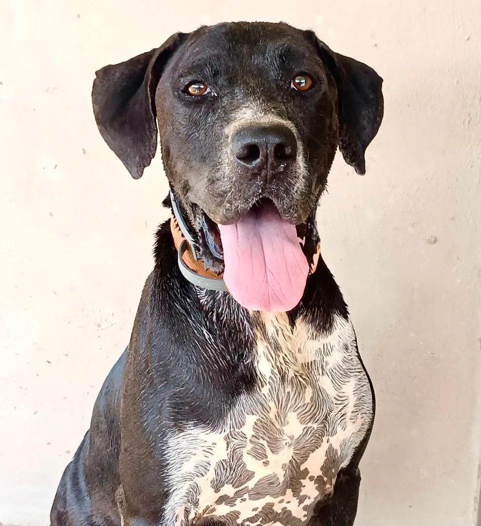 Salsa — Salsa ist ein wunderbarer Hund: gutmütig, anhänglich, freundlich und gesellig. Er versteht sich mit allen anderen Hunden, ist kinderlieb und geht sehr gut an der Leine. Er braucht Menschen, die seine lebenslange Behandlung fortsetzen und viel Einfühlungsvermögen haben.