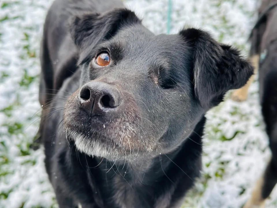 Soraya — Home at last: Soraya has become the perfect family dog.