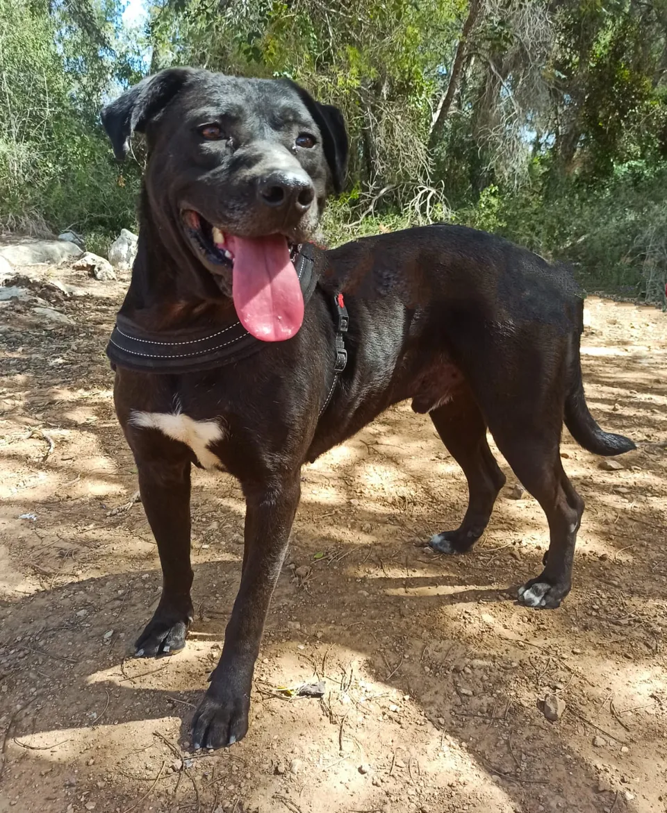 Bitter — Bitter ist ein Labrador-Mix, Rüde, kastriert, geboren 06/2018. Er lebt seit 06/2022 im Tierheim und freut sich mittlerweile über die Spaziergänge. Er liebt Wasser und versteht sich sehr gut mit der Hündin, mit der er im Zwinger lebt.
