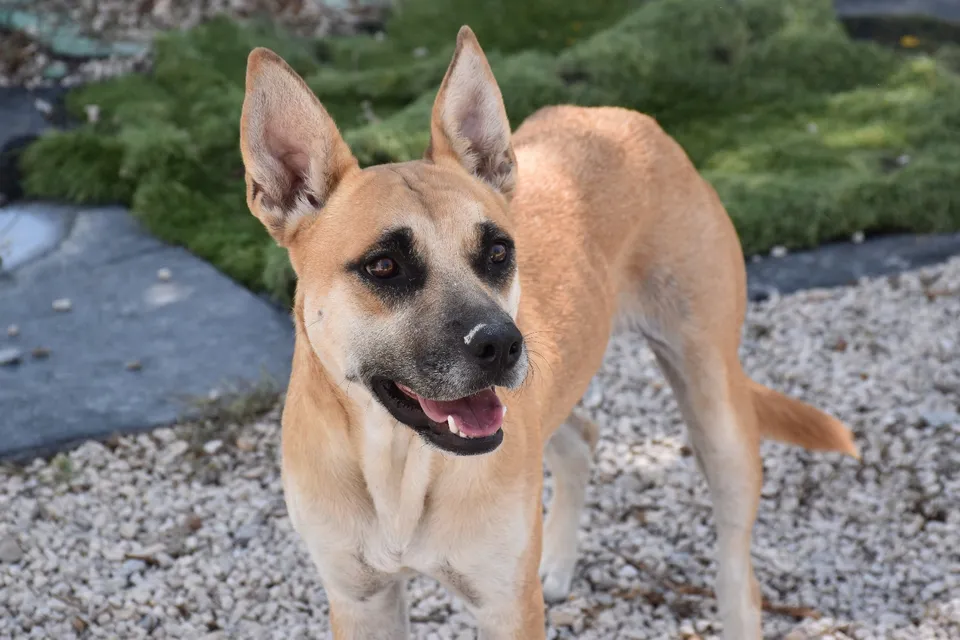 Mabel — Mabel ist sehr sozial und verträglich mit allen anderen Hunden.