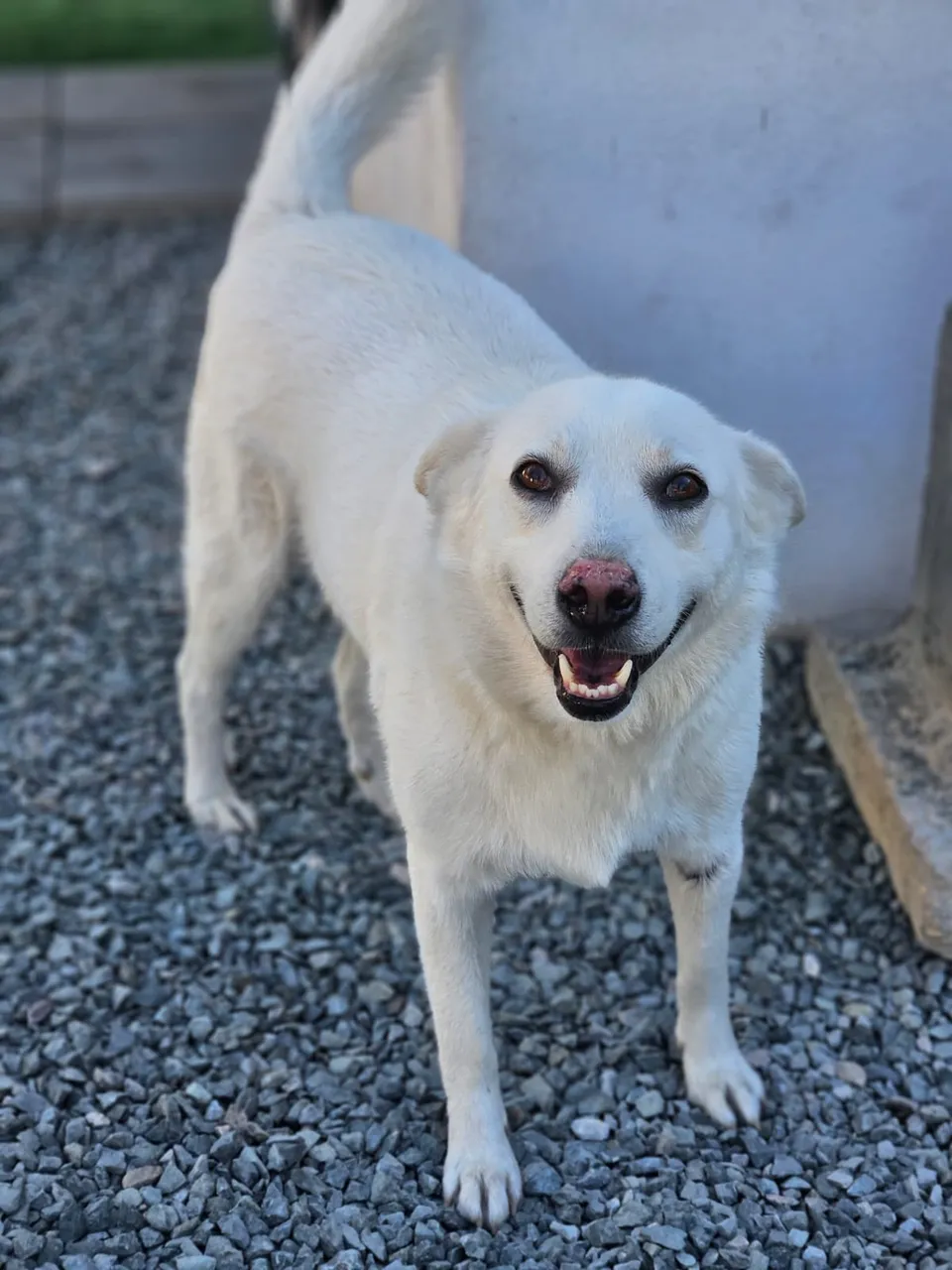 Knut — Knut ist ein sehr lieber und lustiger Rüde, 2 Jahre alt (Stand 10/2026). Er hat ein Herz aus Gold, ist freundlich zu allen und versteht sich wunderbar mit anderen Hunden sowie auch mit Katzen.