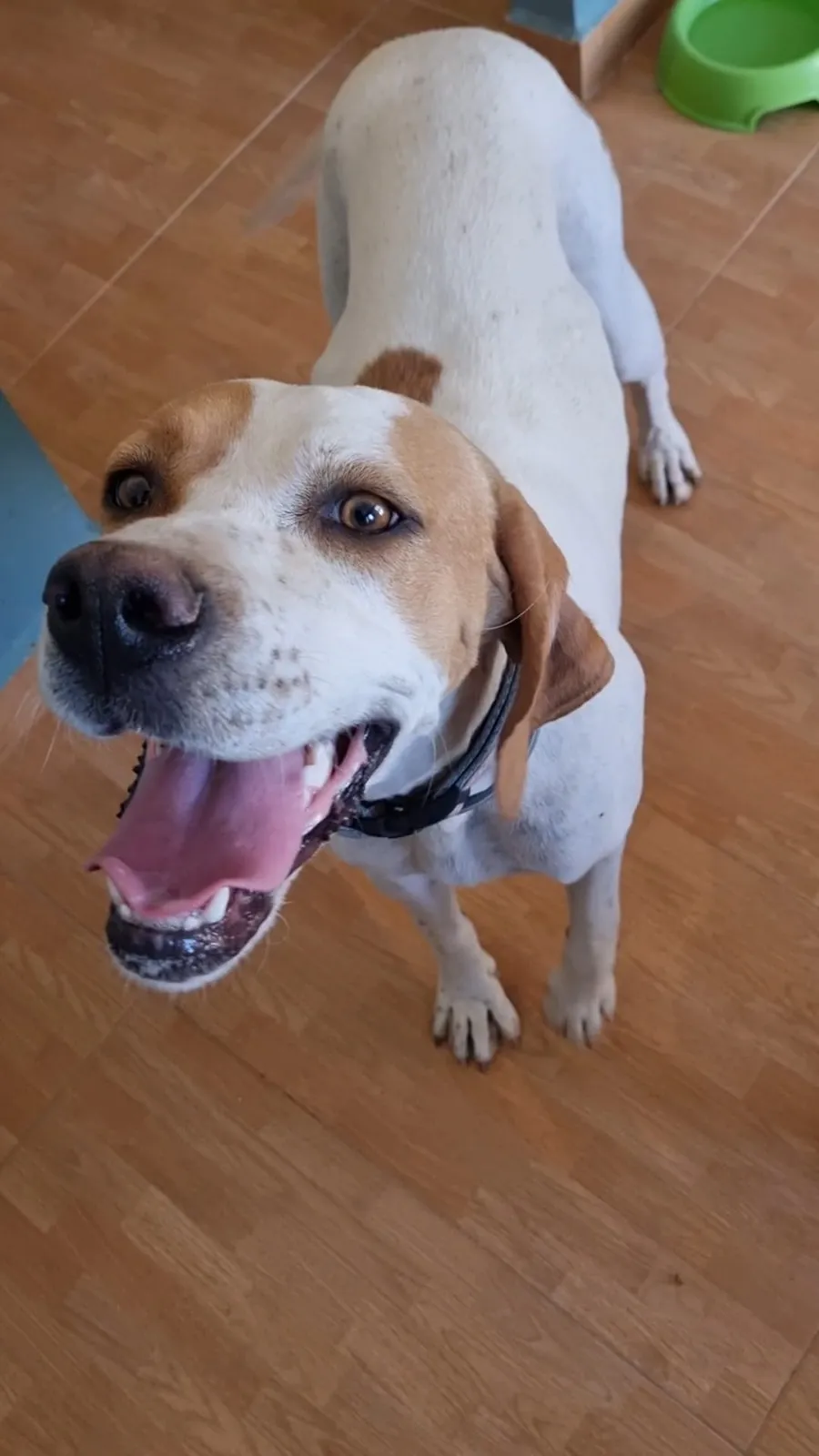 Elli — Elli liebt Menschen, andere Hunde und Futter.