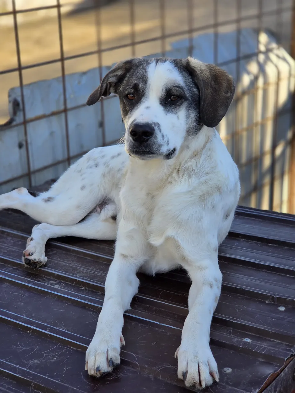 Peppe — Peppe ist ein sehr freundlicher, sanfter und liebevoller Hund. Er liebt Menschen, sucht Nähe und genießt Aufmerksamkeit.