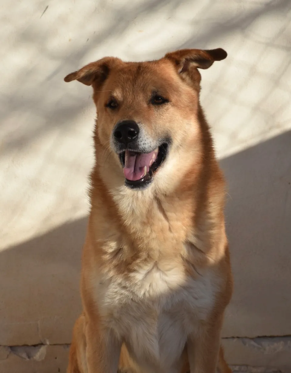 Groku — Groku ist ein ruhiger Hund, der auch nicht wirklich andere Hunde braucht. Er liegt gerne ruhig und beobachtet alles. Ein lieber, freundlicher Teddybär.
