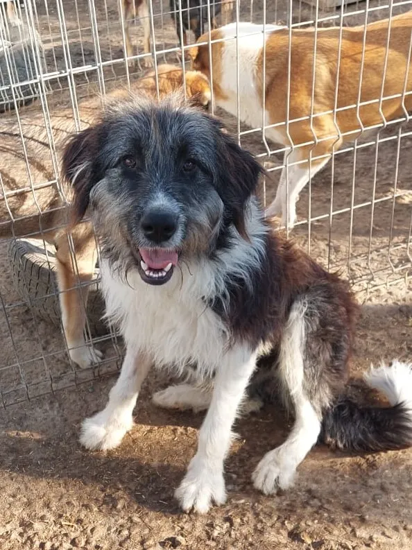 Oscar — Oscar ist ein Bearded-Collie-Riesenschnauzer-Mix, kastriert, geb. 04/22, 75 cm groß und über 40 kg schwer. Riesenbaby Oscar ist im Tierheim gelandet.