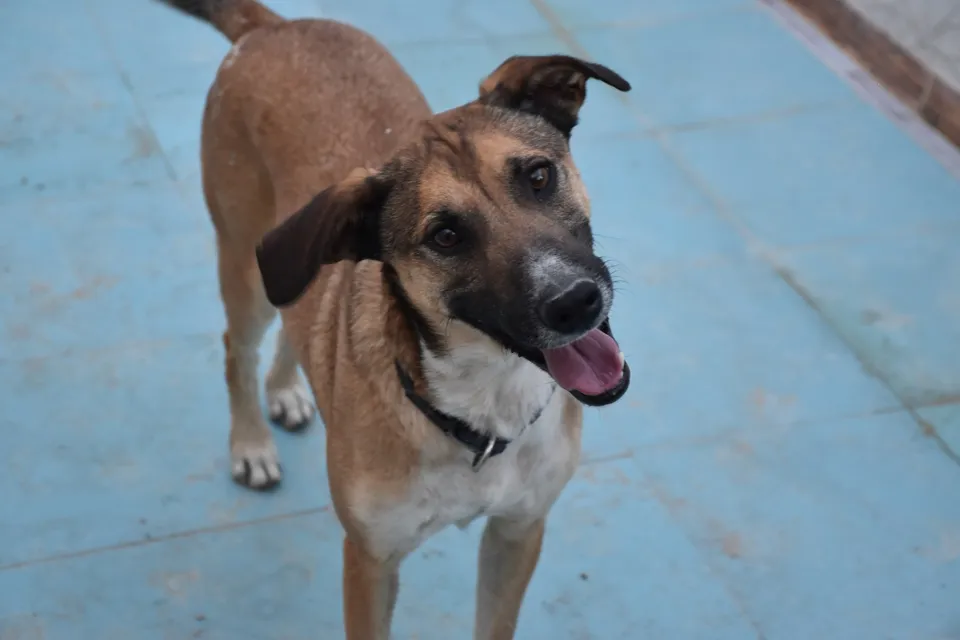 Tomillo — Tomillo versteht sich perfekt mit allen anderen Hunden und ist sehr menschenbezogen.