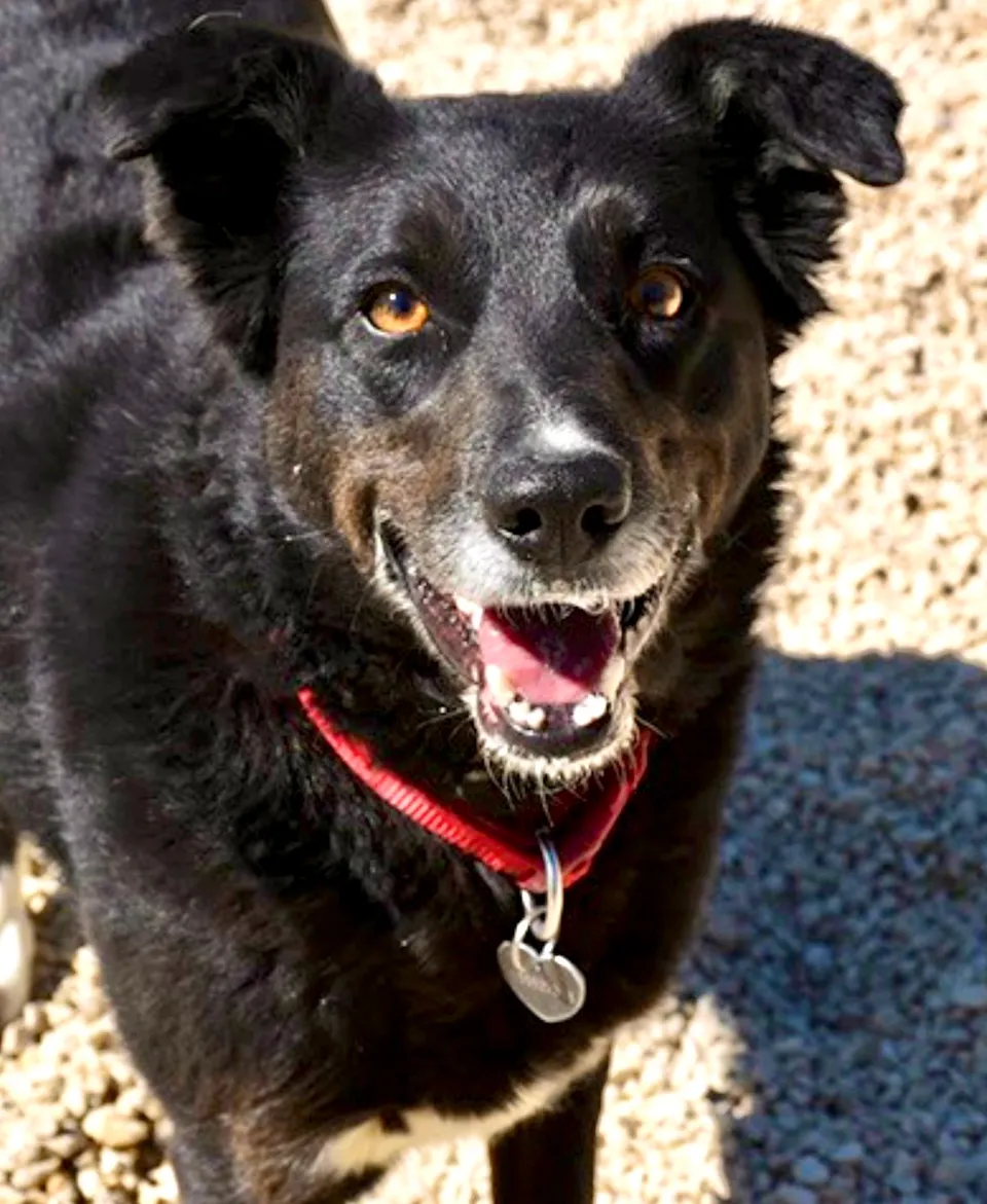 Kali — Kali ist vom Verhalten her ein Border Collie, spielt gern und liebt es, mit ihren Menschen zu agieren. Sie ist aktiv und liebt Beschäftigung.