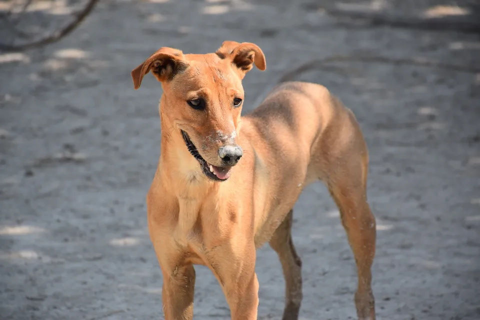 Lily — Lily ist eine sehr menschenbezogene Junghündin, die alle Menschen liebt, egal ob groß oder klein. Sie ist mit allen anderen Hunden verträglich und spielt sehr gern.
