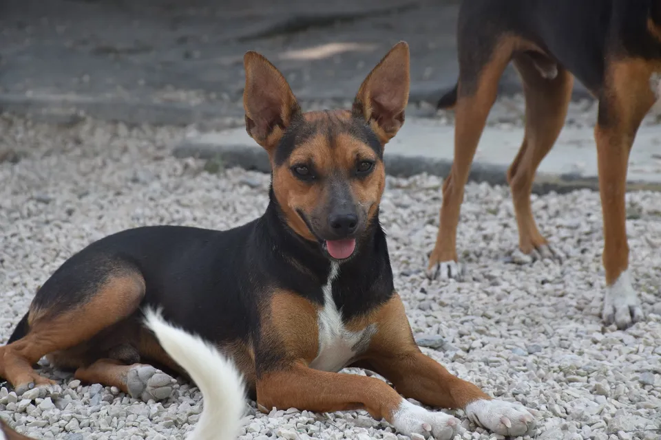 Dobby — Dobby ist ein Mischlingsrüde, Bodeguero, geboren im Februar 2024. Er ist leider sehr scheu und lässt sich nicht anfassen. Dobby braucht Menschen mit Angsthunderfahrung. Er ist katzenverträglich.