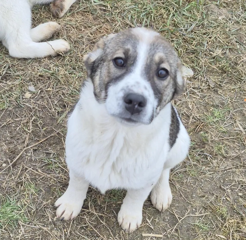 Debby — Die süße Debby wünscht sich endlich eine eigene Familie, bei der sie ankommen und glücklich aufwachsen darf. Neugierig und verspielt entdeckt sie ihre Welt.