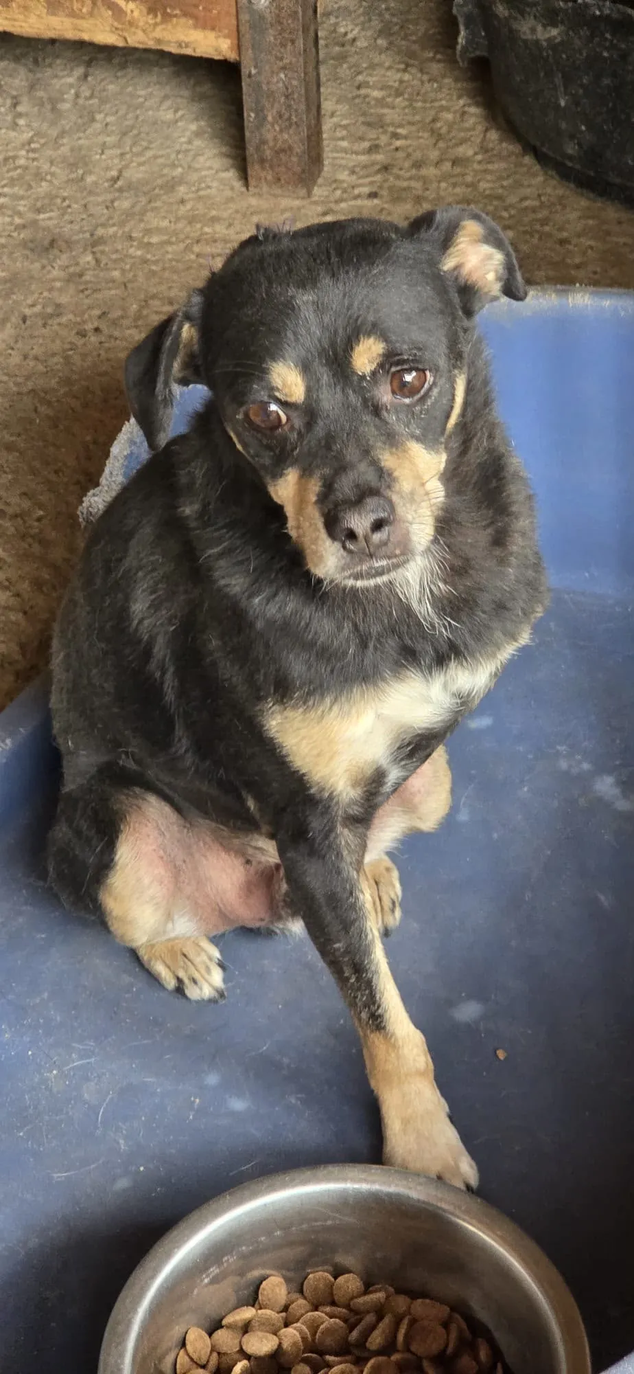 Lica — Lica ist ein kleiner Rüde, 8 Jahre alt (Stand 09/2026), etwa 36–37 cm groß und ungefähr 9 kg schwer. Er hat nur drei Beine, doch das macht ihn kein bisschen weniger liebenswert.