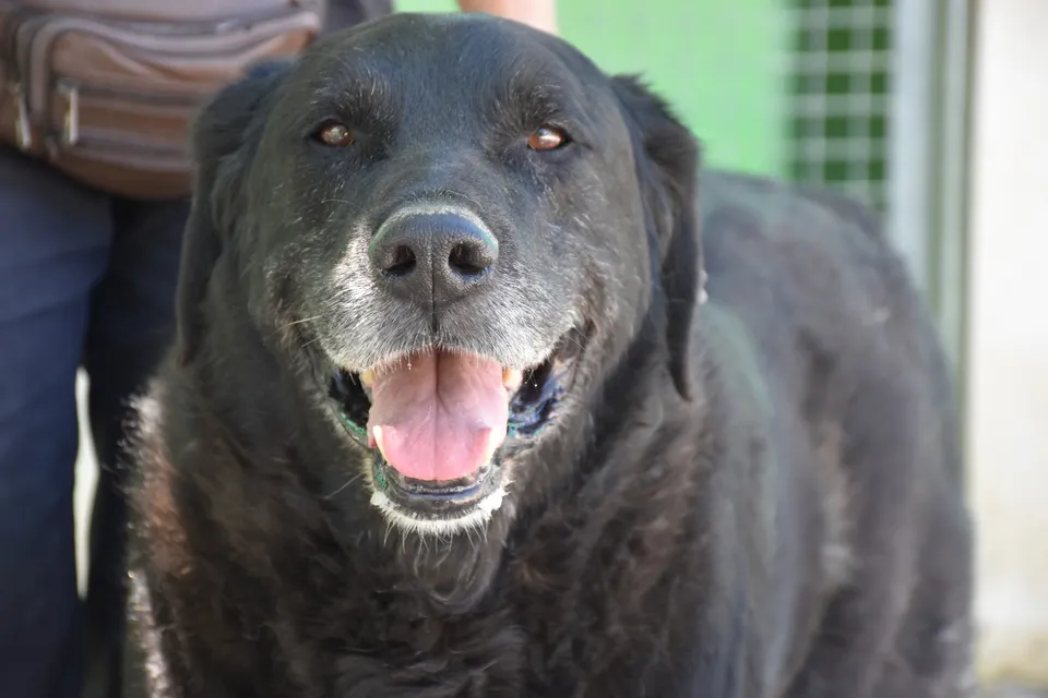 Fernando — Fernando ist sehr lieb mit Menschen, verschmust und verträglich mit anderen Hunden. Er hängt sehr an seinem Gefährten Felipe, die beiden sollten nicht getrennt werden.