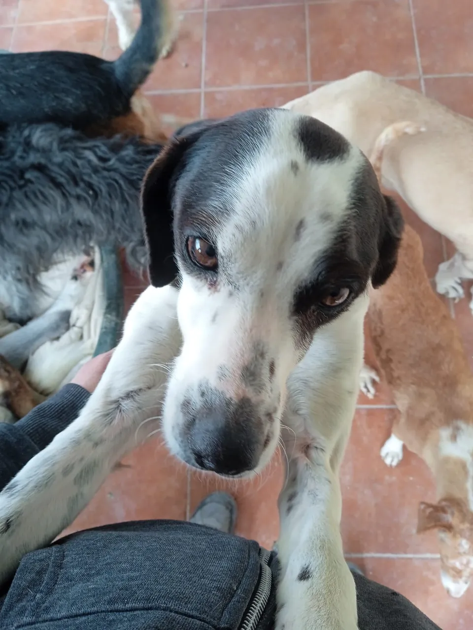 Lola — Lola ist einfach nur ein Schatz: absolut sozial mit allen anderen Hunden, aber für sich. Trotz einer leichten Ataxie läuft, rennt und steigt sie Treppen ohne Probleme. Wer Lola adoptiert, bekommt einen ganz besonderen Hund und eine Kämpferin.