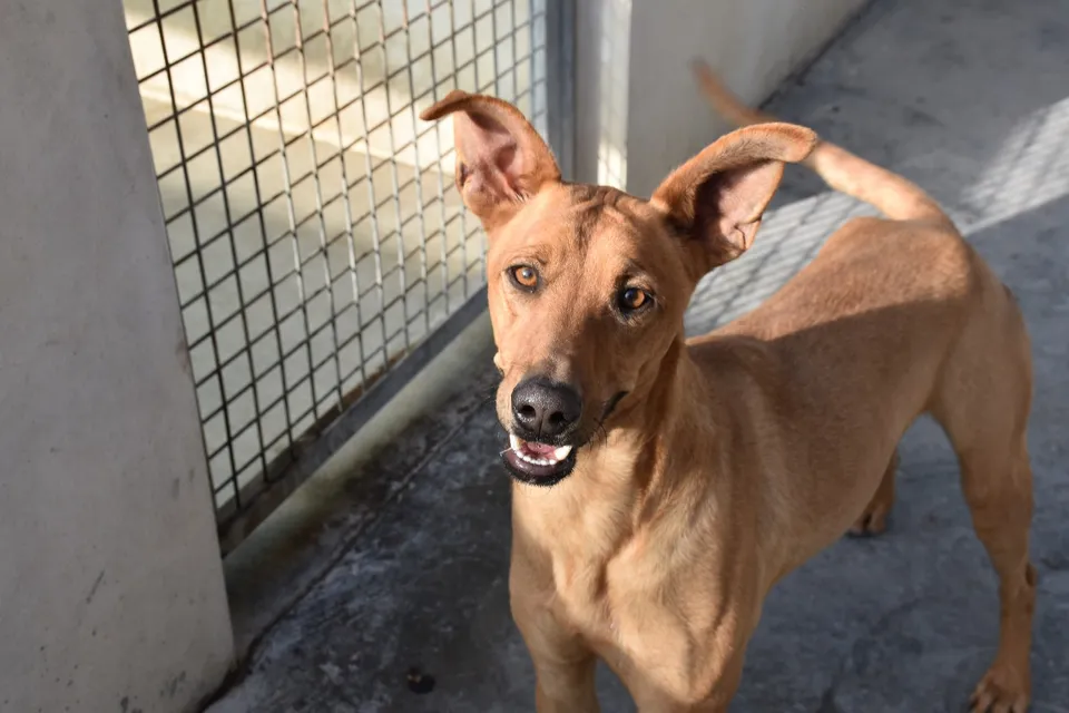 Miky — Miky ist ein absolut sozialer Hund, verträglich und verspielt mit allen anderen Hunden. Er ist nicht ängstlich, ein toller, agiler Hund.