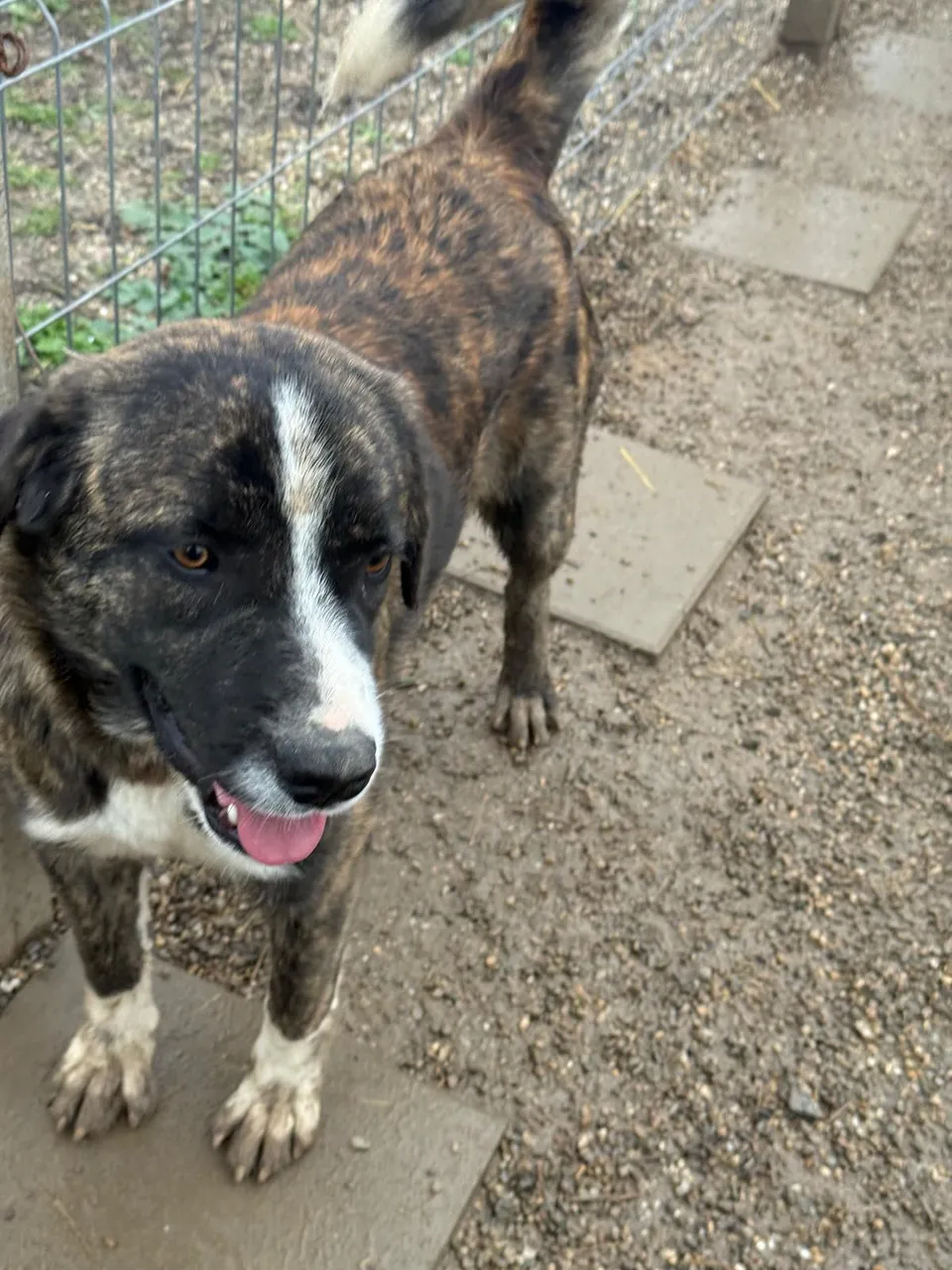 Kuno — Kuno ist ein etwa 1 Jahr alter Rüde (Stand 10/2026). Er ist ein sehr lieber, verspielter und fröhlicher Hund, ein echter lustiger Kerl.