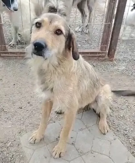 Hera — Hera ist eine wunderschöne Hündin, ca. 3 Jahre (Stand 10/2026). Sie ist gesund und sehr katzenfreundlich, denn sie hat auf der Straße gemeinsam mit Katzen gelebt.