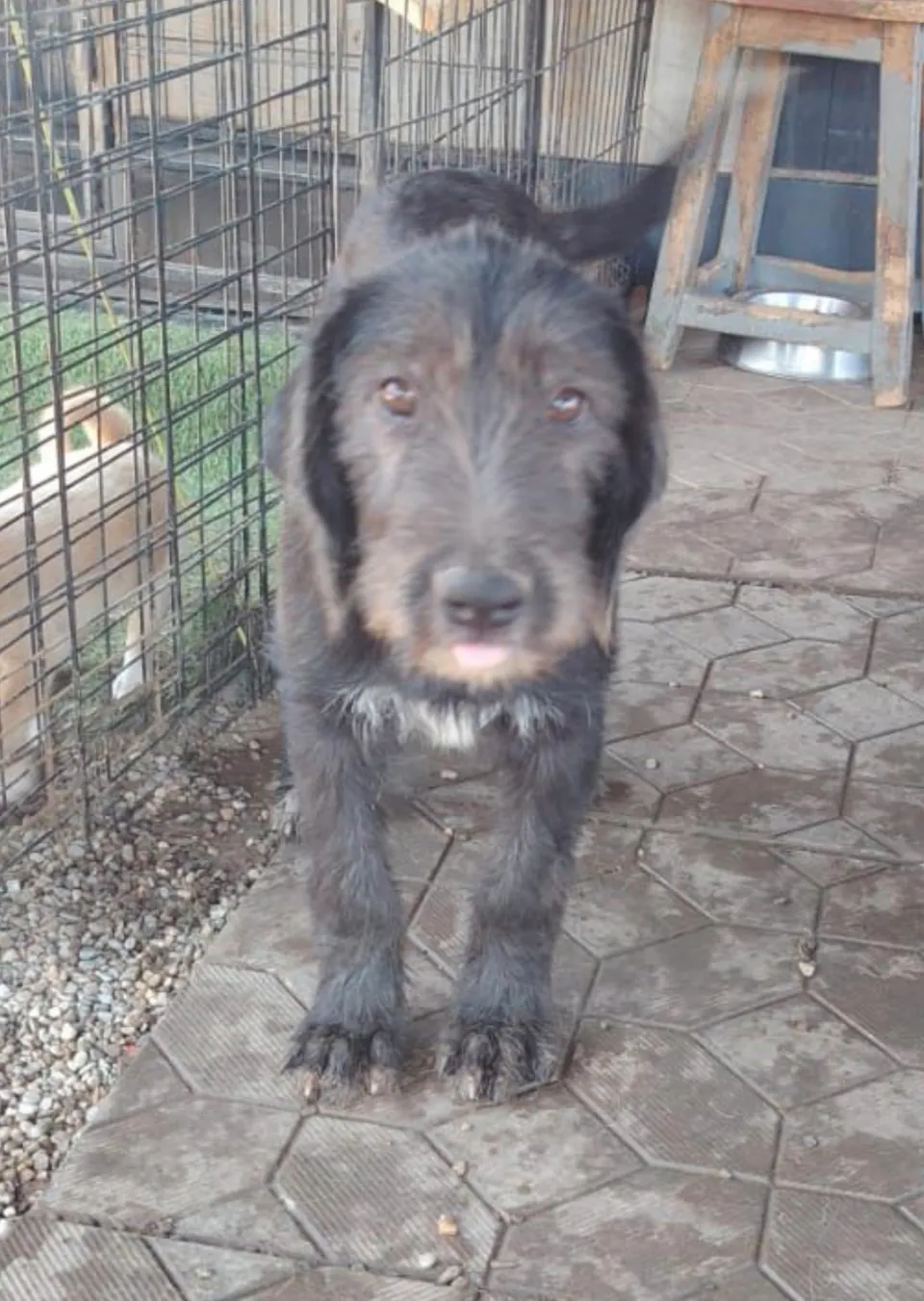 Maddy — Die kleine Maddy ist ein unglaublich liebes, freundliches und aufgeschlossenes Hundemädchen. Sie möchte spielen, lernen, die Welt entdecken und endlich erfahren, wie es sich anfühlt, eine eigene Familie zu haben.
