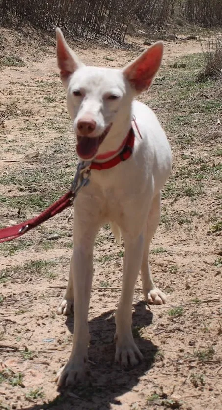 Copito — Copito ist ein kastrierter Podenco-Rüde, geboren 01/2020.