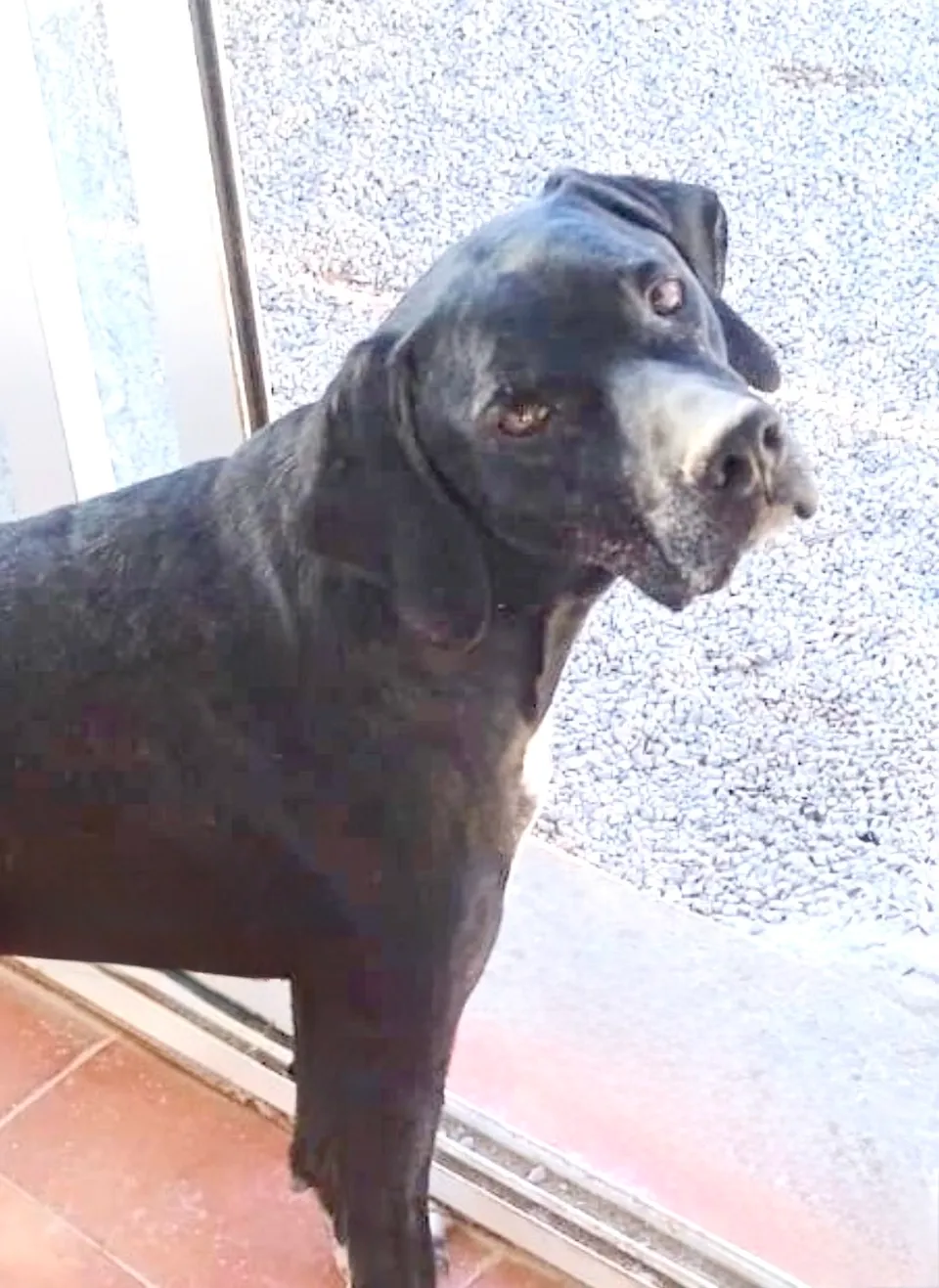 Chantal — Chantal ist eine liebe, freundliche Hündin, die mit allen anderen Hunden verträglich ist. Sie mag es aber nicht, bedrängt zu werden. Sie liebt es, auf dem großen Gelände zu laufen, und ist danach eine ruhige Hündin.