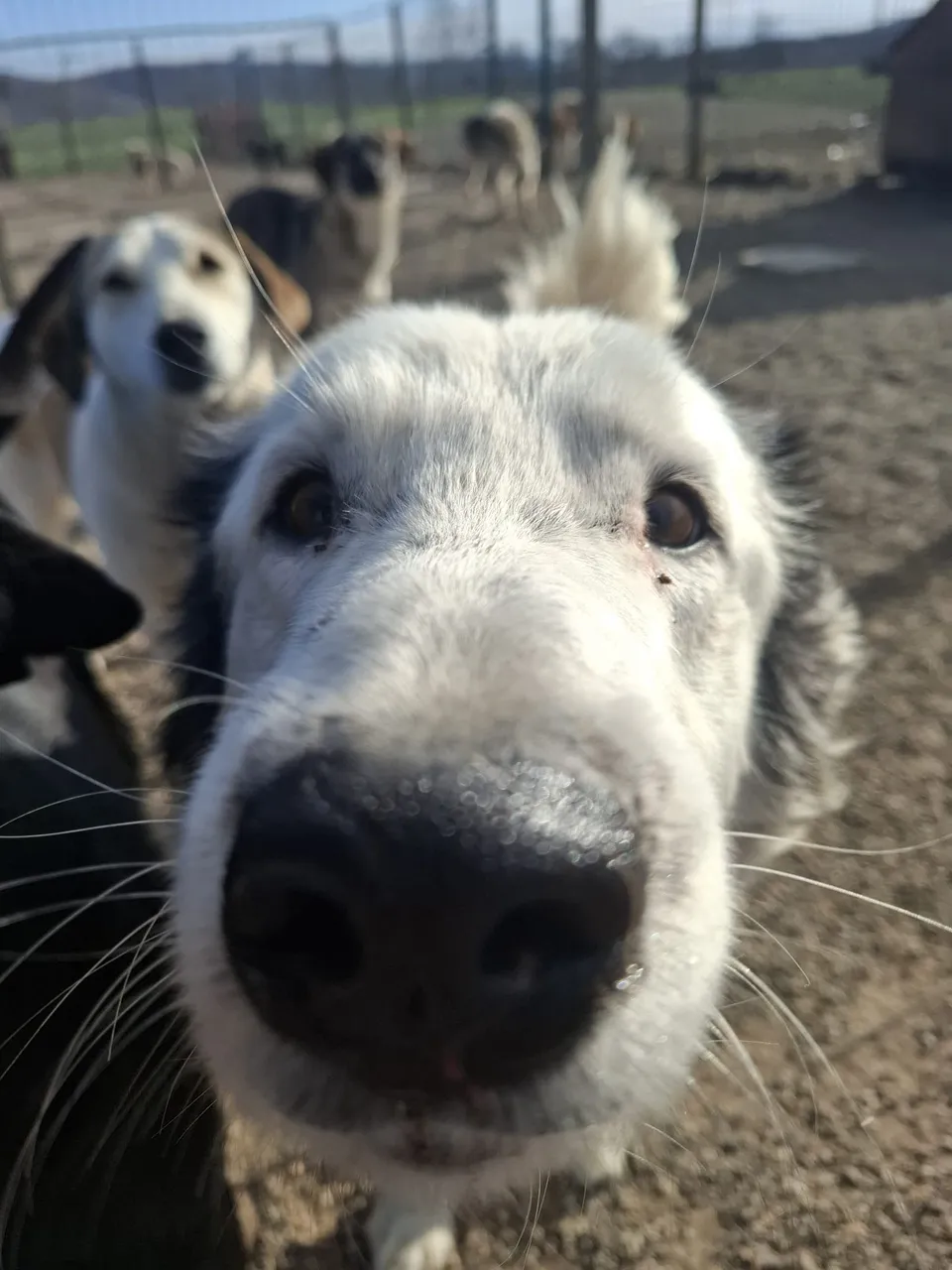 Moritz — Moritz, ca. 1,5 Jahre (Stand 10/2026), lebt derzeit in einem Tierheim in Rumänien. Mit Liebe, Geduld und ein wenig Zeit taut er schnell auf und zeigt sein sanftes, liebevolles Wesen.