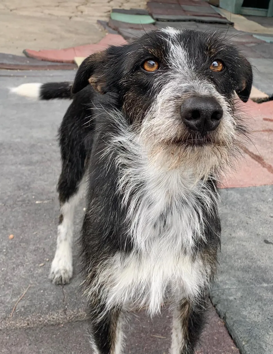 Esther — Esther ist eine Mischlingshündin, eventuell mit Pointer, geboren im Juni 2024. Sie ist freundlich und fröhlich, aber etwas schüchtern. Am liebsten soll sie als Zweithund zu einem souveränen Hund vermittelt werden.