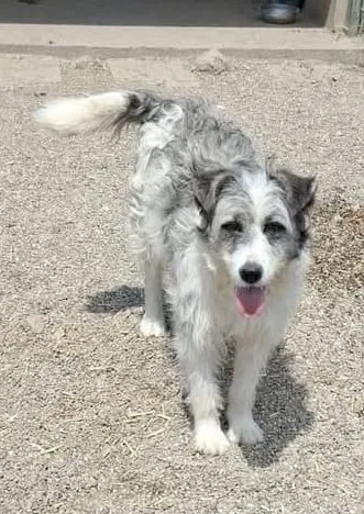 Tora — Tora zeigt sich als sanfte, freundliche Seele, die sich nichts sehnlicher wünscht, als endlich anzukommen. Sie ist herzlich und sehr lieb, dabei aber noch etwas ängstlich und schüchtern. Mit anderen Hunden versteht sie sich gut.