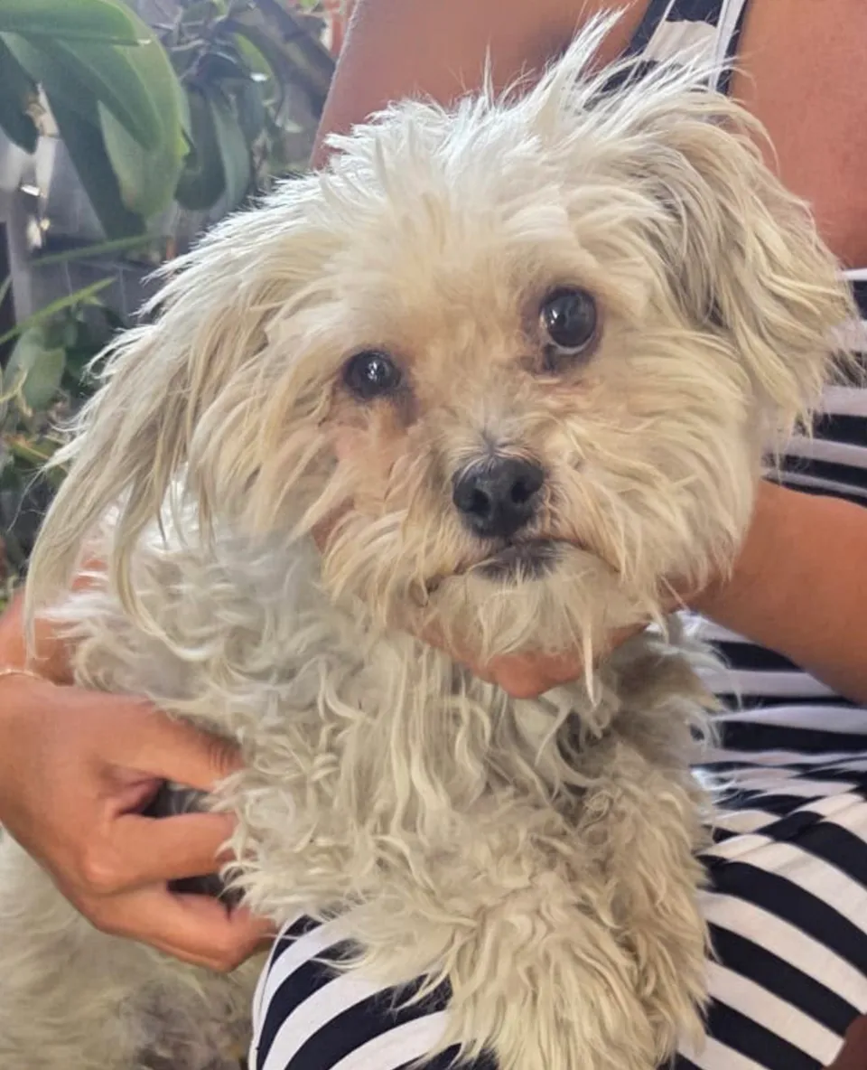 Toto — Toto ist etwa 5–6 Jahre alt (Stand 10/2026) und lebt noch im Shelter in Rumänien. Er ist lieb und sanft, schüchtern und vorsichtig.