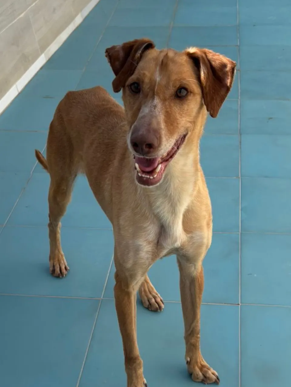 Canelo — Canelo ist ein toller, lieber, verspielter und aktiver Hund. Er ist mit allen anderen Hunden verträglich, absolut menschenbezogen und liebt auch Kinder.
