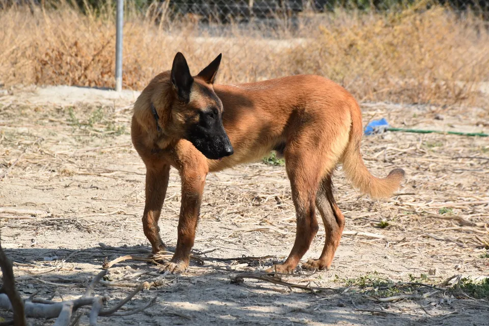 Blu — Blu ist ein kastrierter Malinois-Rüde, geboren 12/2024, Größe 65 cm. Er ist sehr brav und hat den Charakter eines Welpen. Er wäre ideal für ein ruhiges Zuhause mit Garten.