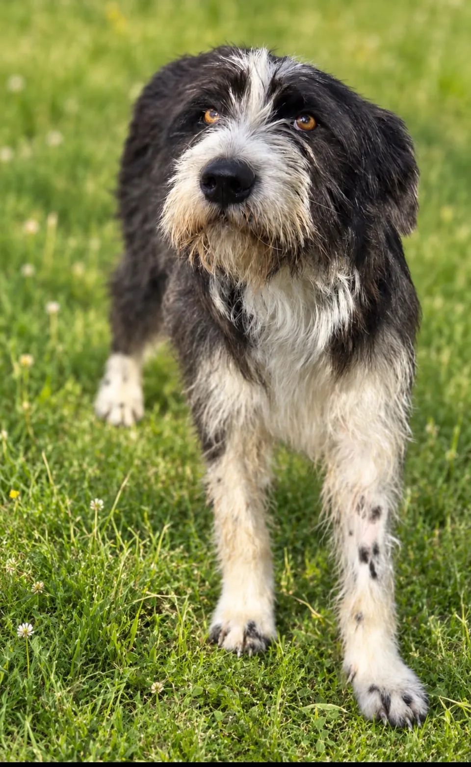 Belle — Belle ist ca. 3 Jahre alt (Stand 10/2026), menschenbezogen und verspielt. Sie lebt auf einer Pflegestelle mit Kindern und anderen Hunden zusammen. An der Leine zieht sie manchmal noch ein bisschen, und an ihrer Stubenreinheit wird weiter gearbeitet.