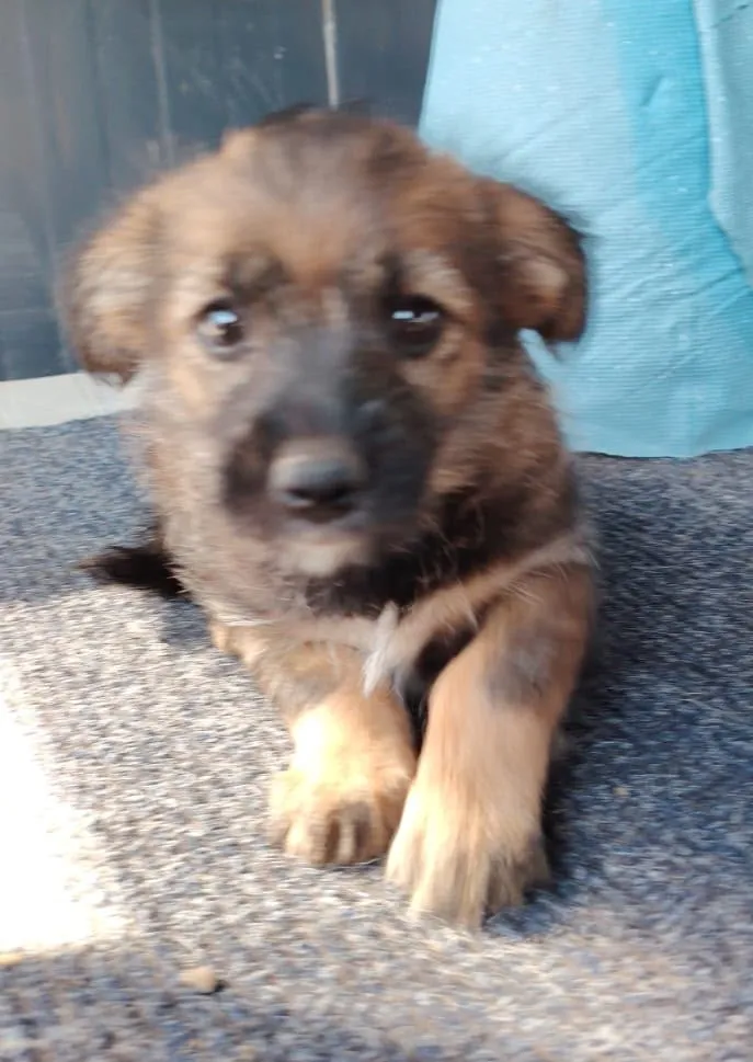 Kira — Kira ist ein fröhliches, neugieriges und welpentypisch verspieltes Mädchen. Sie möchte entdecken, spielen, kuscheln und gemeinsam mit ihren Menschen die große weite Welt kennenlernen.