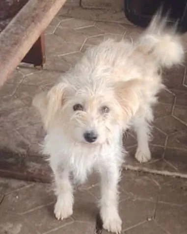 Luna — Luna ist ca. 2 Jahre alt (Stand 10/2026), 30 cm klein und wiegt 8 kg. Die kleine Frohnatur ist sehr lieb, freundlich und lustig. Noch lebt sie in Rumänien und wartet sehnsüchtig auf ihre eigene Familie.