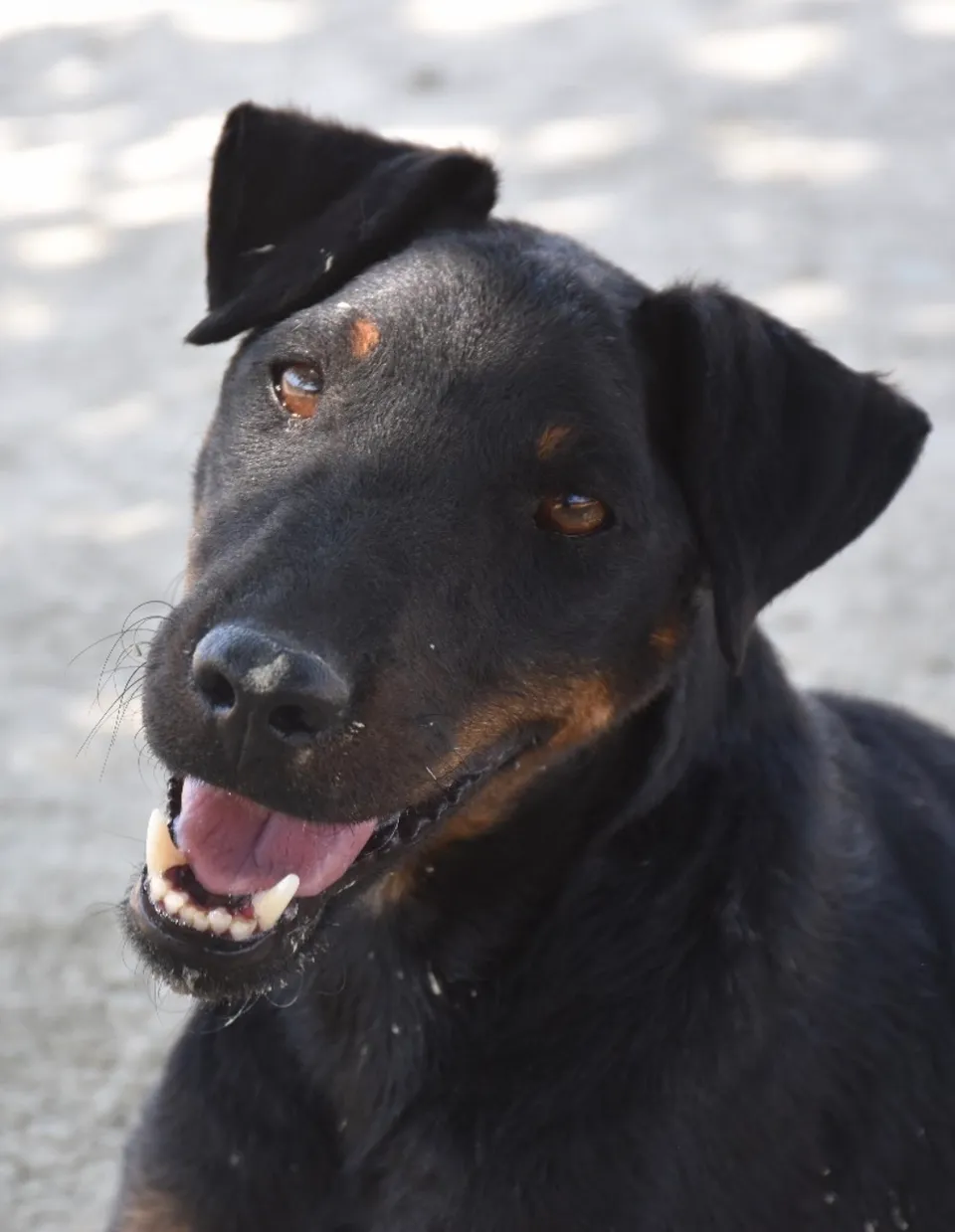 Buba — Buba liebt Menschen und vor allem Kinder. Mit anderen Hunden kommt er nicht so gut klar, vor allem wenn sie unterwürfig sind. Mit selbstbewussten Hunden akzeptiert er seine Grenzen und kommt mit ihnen klar.