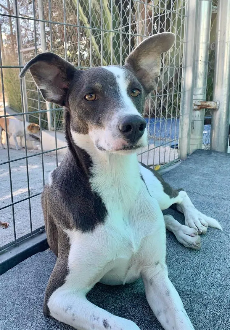 Banksy — Banksy ist ein Mischlingsrüde, eventuell mit Pointer, geboren im Juni 2024. Er ist ein toller, sozialer Hund, der die Aufmerksamkeit liebt. Banksy ist freundlich, fröhlich und nicht ängstlich.
