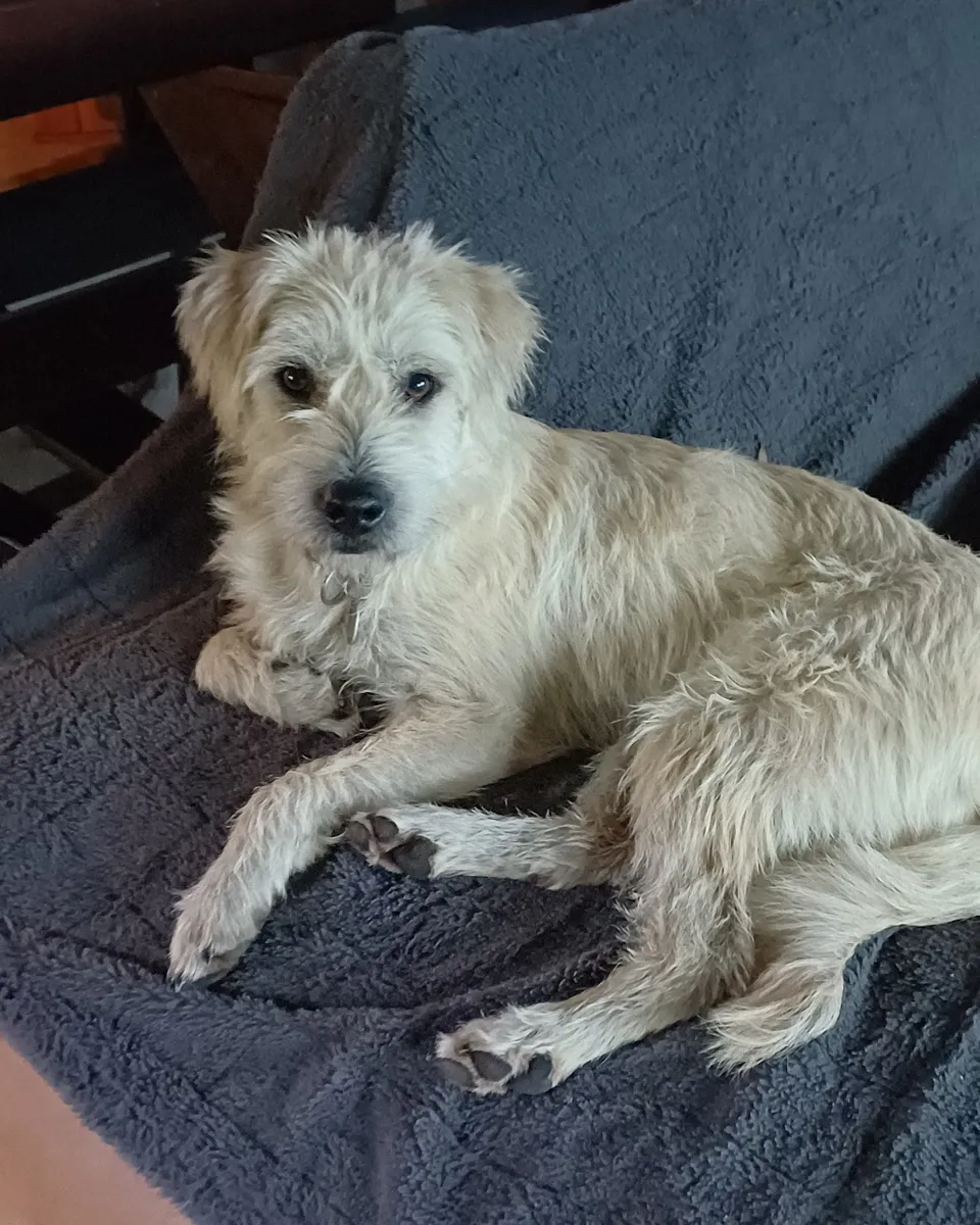 Cooper — Cooper ist ein sehr freundlicher, liebevoller und verspielter Hundejunge. Menschen gegenüber ist er offen, wenn er sie kennengelernt hat. Pferde gruseln ihn etwas. Seit dem 18.10.2026 lebt er auf einer Pflegestelle in Ennepetal und sucht ein dauerhaftes Zuhause.