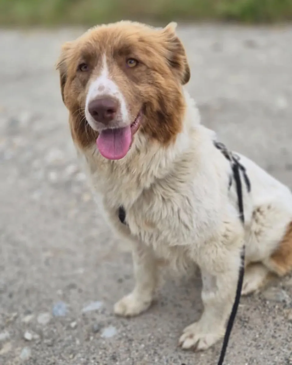 Melody — Melody ist eine aktive, fröhliche und verspielte Hündin. Sie begegnet Menschen sehr zugewandt, genießt Aufmerksamkeit und kommt mit anderen Hunden gut zurecht. Sie wünscht sich ein eigenes Zuhause bei Menschen, die ihre Aktivität mögen.
