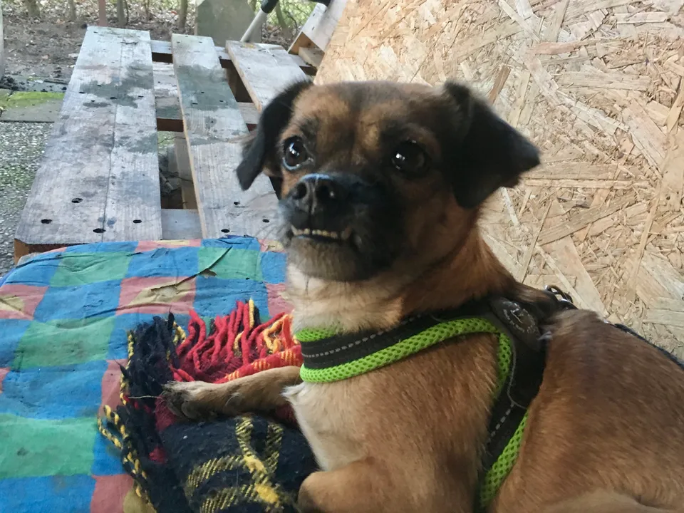 Maxi im Shelter