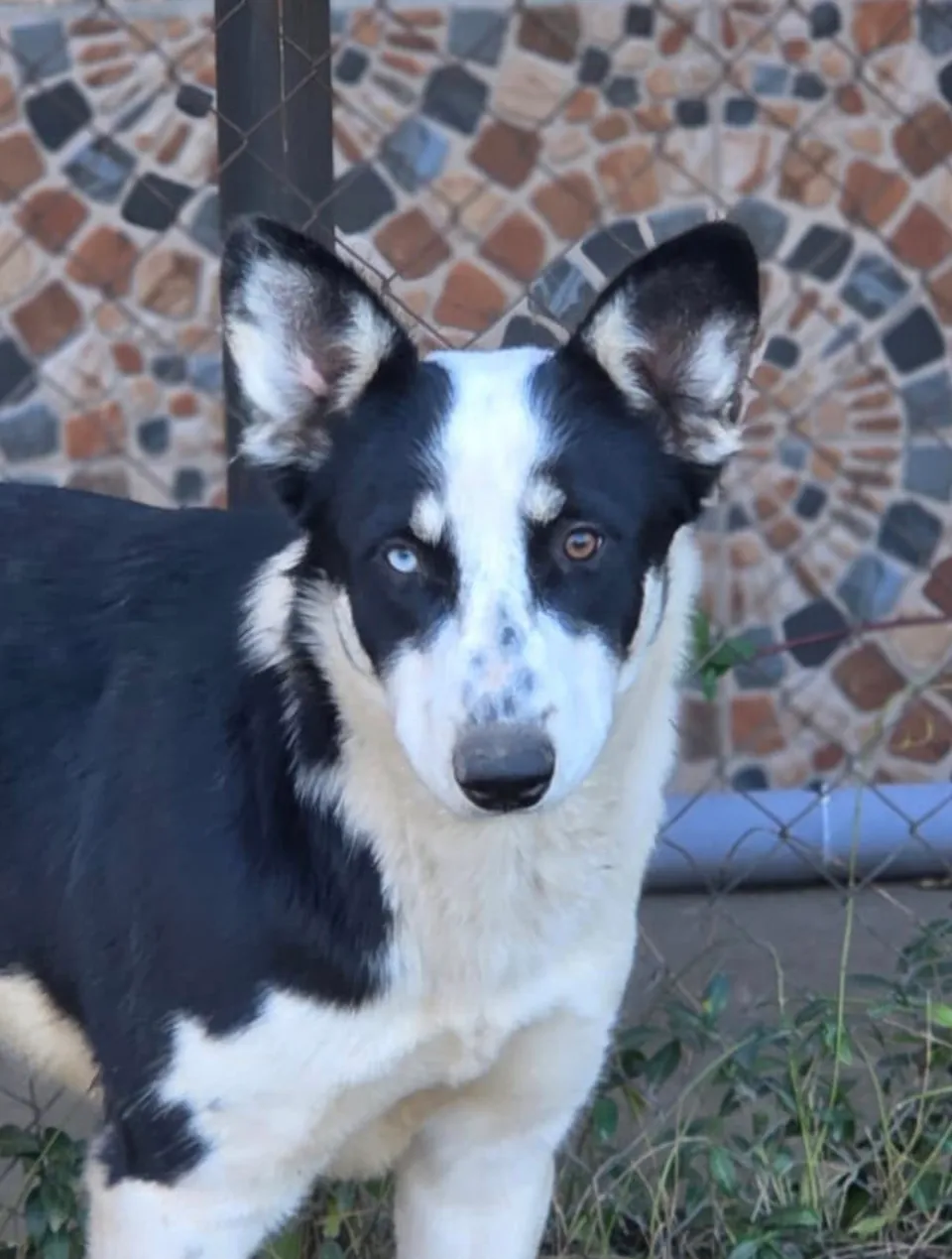 Penny — Penny, 1 Jahr und 4 Monate (Stand 10/2026), ist eine bezaubernde Hündin und einfach zum Verlieben. Sie ist sehr lieb, fröhlich, verspielt und begegnet jedem mit einem offenen Herzen.