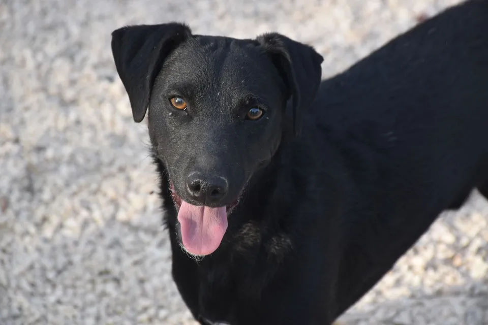 Nilo — Nilo ist ein Labrador-Mix. Er ist verspielt, freundlich und nicht ängstlich und kommt mit allen anderen Hunden gut aus. Im Tierheim ist er etwas nervös, in einem richtigen Zuhause wird sich das schnell legen.