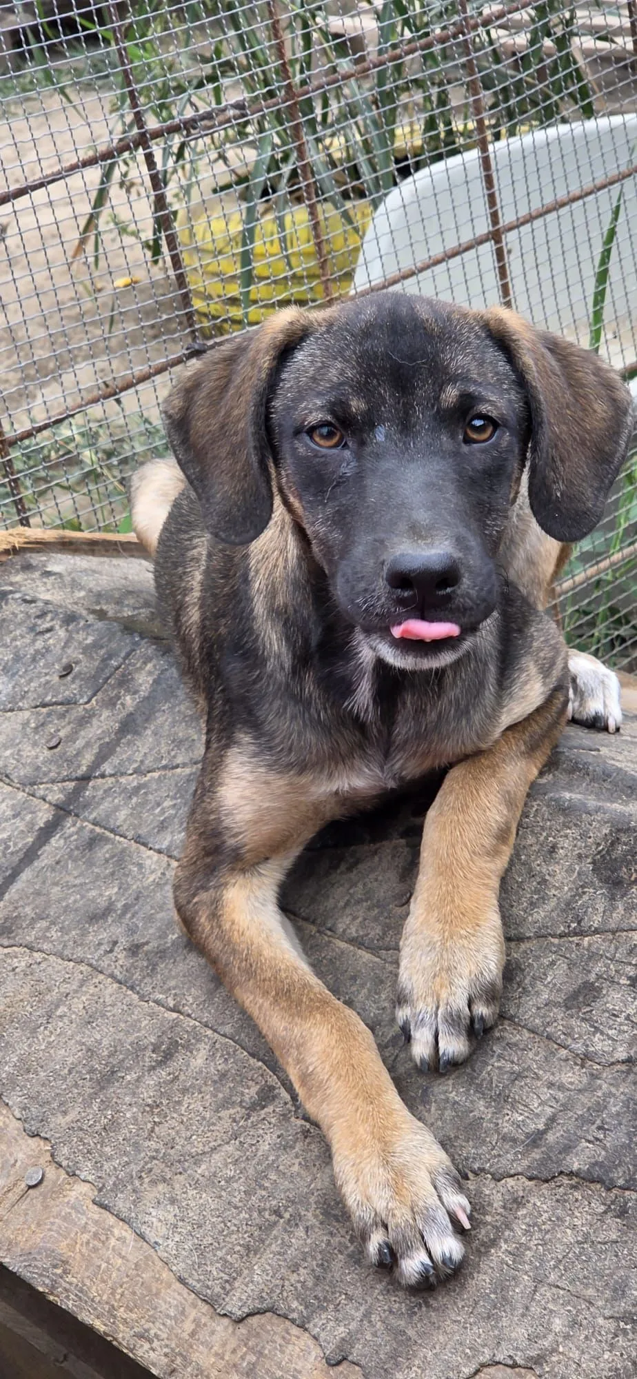 Jody — Die kleine Jody ist gerade einmal 4 Monate alt (Stand 10/2026). Sie ist ein richtiges kleines Sonnenschein-Mädchen: fröhlich, aufgeweckt und sehr freundlich.