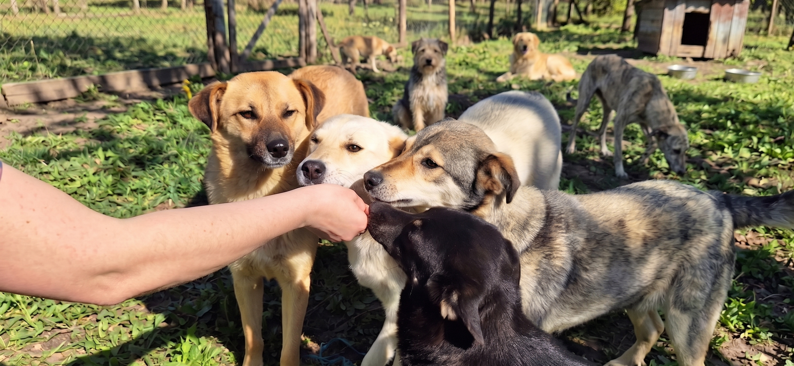 Hunde im Shelter